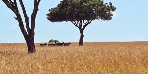 A small group of antelopes resting under scattered trees in a golden savannah.