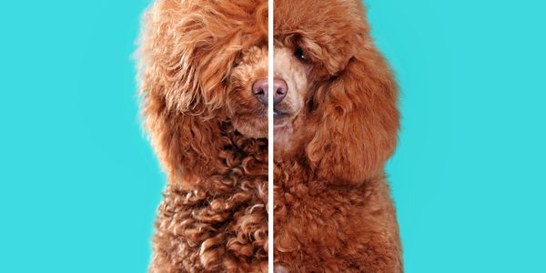 andis dog clippers 
slicker dog brush 
dog shampoo
mobile dog groomer maui
mobile dog grooming kihei