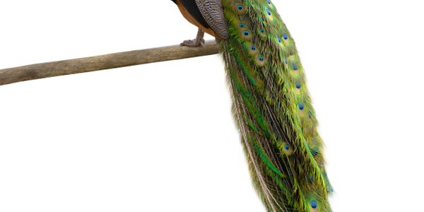 A colorful peacock perched on a branch with vibrant tail feathers.