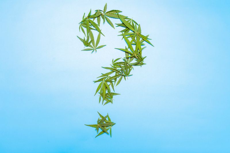 question mark made from cannabis leaves on a blue background. High quality photo