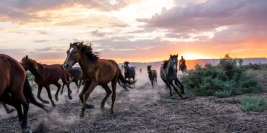 Horses running at sunset in a dusty landscape.