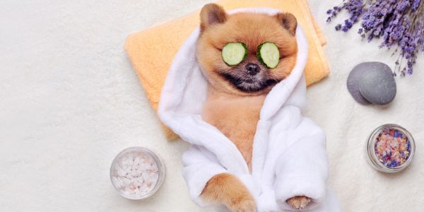 Pomeranian dog in a robe with cucumber slices on eyes relaxing in a spa setup.
