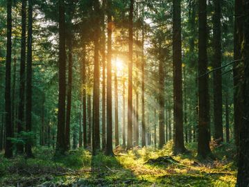 Sunlight streaming through dense forest trees.