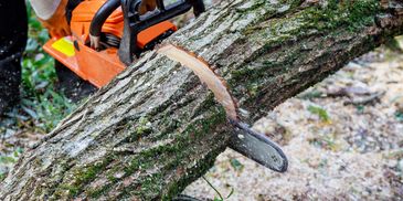Close-up of a chainsaw cutting through a thick tree trunk outdoors.