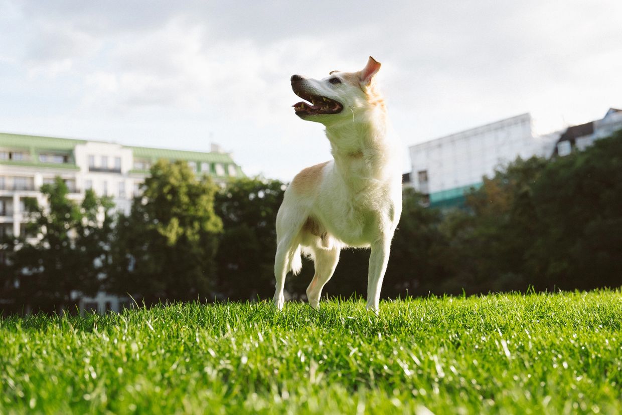 A happy dog standing on lush green grass in a park during daytime.