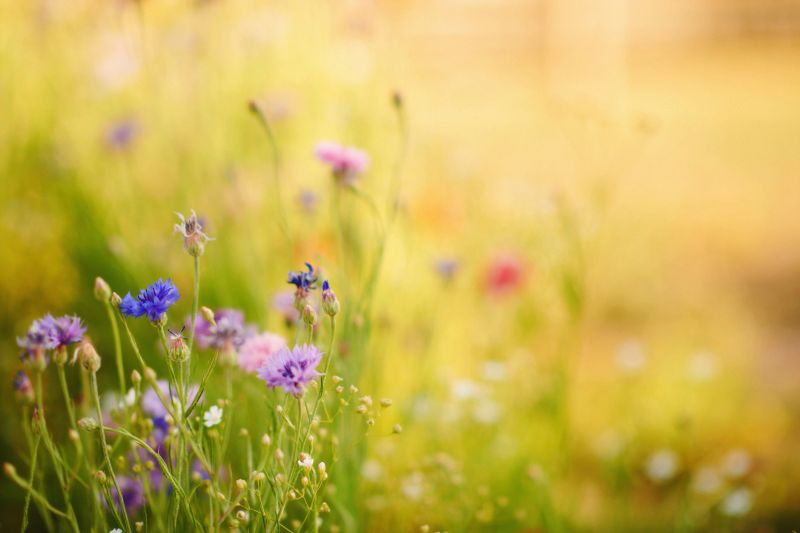 Summer backyard with vibrant wildflowers and warm sunlight with copy space