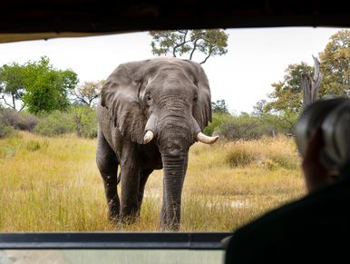A close-up of an elephant in the wild being photographed from a vehicle.