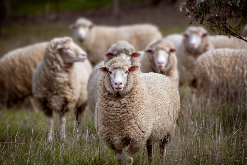 Herd of Merino Sheep grazing in a paddock