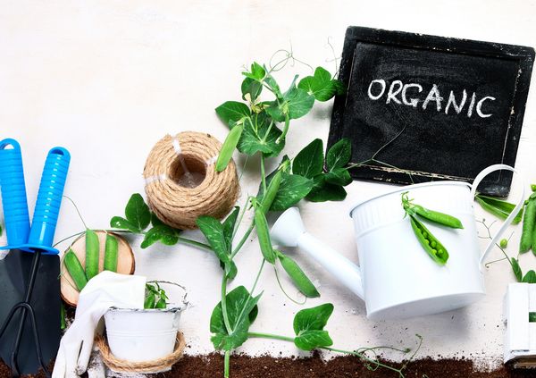 Organic gardening tools with fresh pea plants and soil.