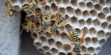 wasp nest
