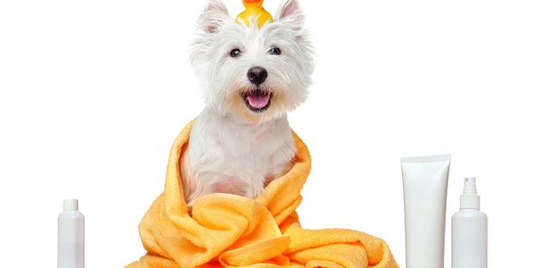 Happy dog wrapped in orange towel with bath items and rubber duck on head.