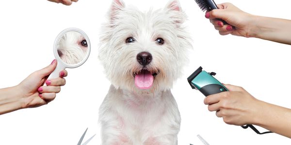 A happy white dog surrounded by grooming tools and hands.