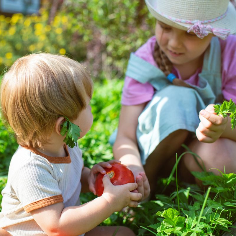 Children gathering organic products in a late summer day at back yard of their house