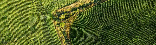 Aerial view of green agricultural fields with curved planting patterns.