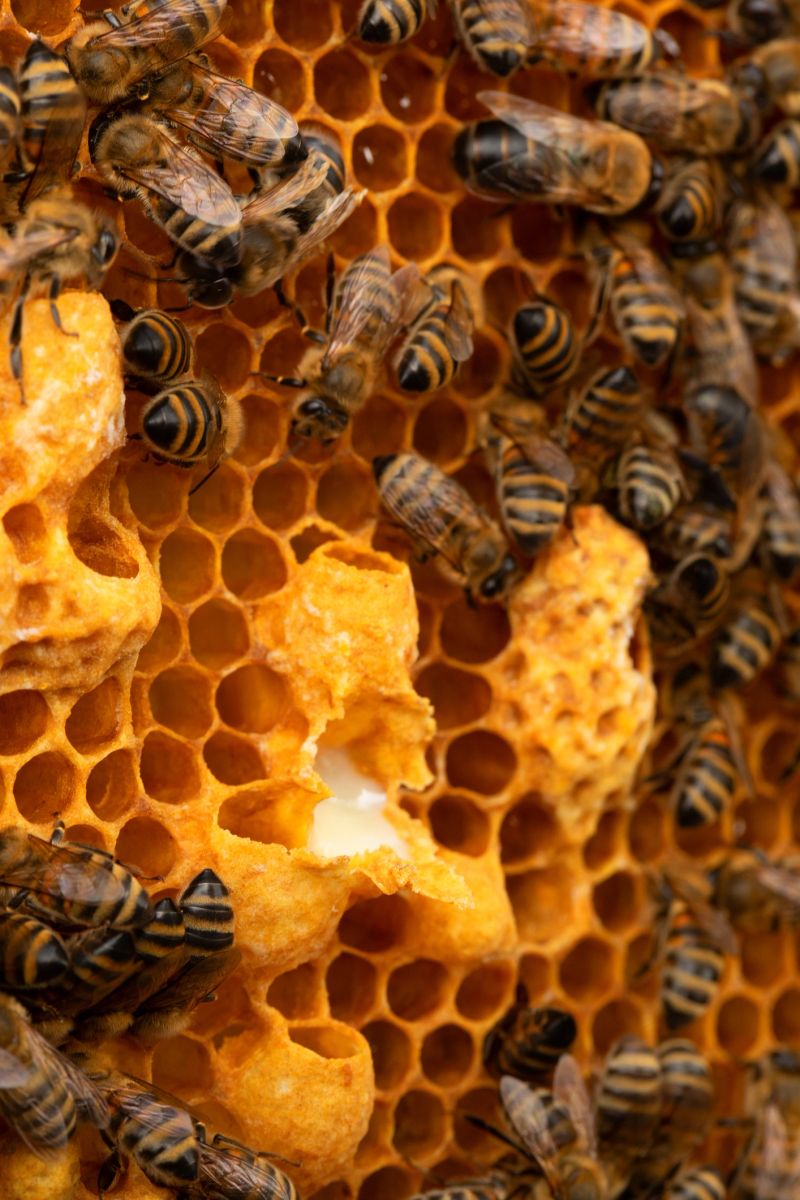 Royal jelly in the royal jelly. Bees work next to the larva of the queen bee. Bee and honeycomb. Close-up selective focus.