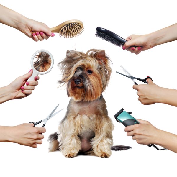 Yorkshire terrier surrounded by grooming tools and hands preparing to groom.
