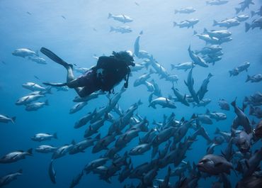 A scuba diver surrounded by a large school of fish underwater.