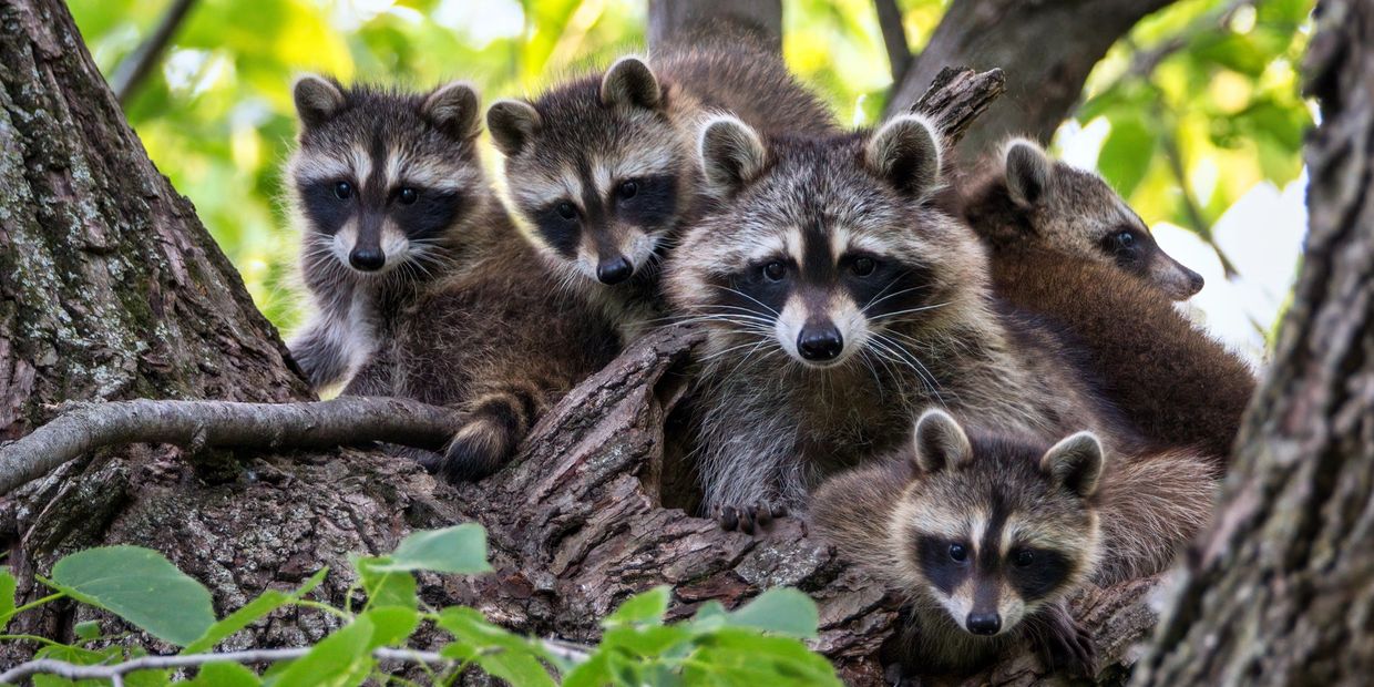 Family of f ive raccoons sitting in a tree looking at you