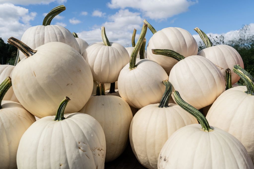 A bunch of white pumpkins piled together outdoors.