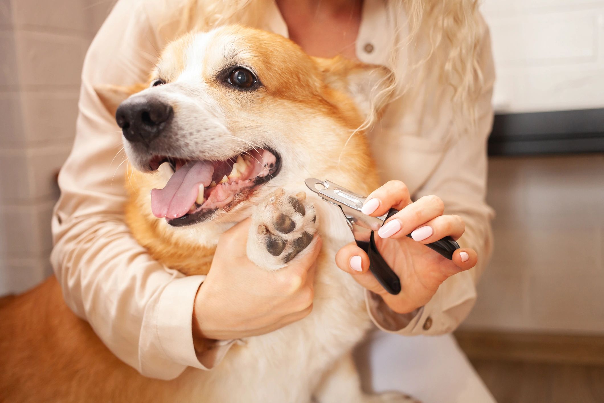 Vet Tech at Your Door listing photo