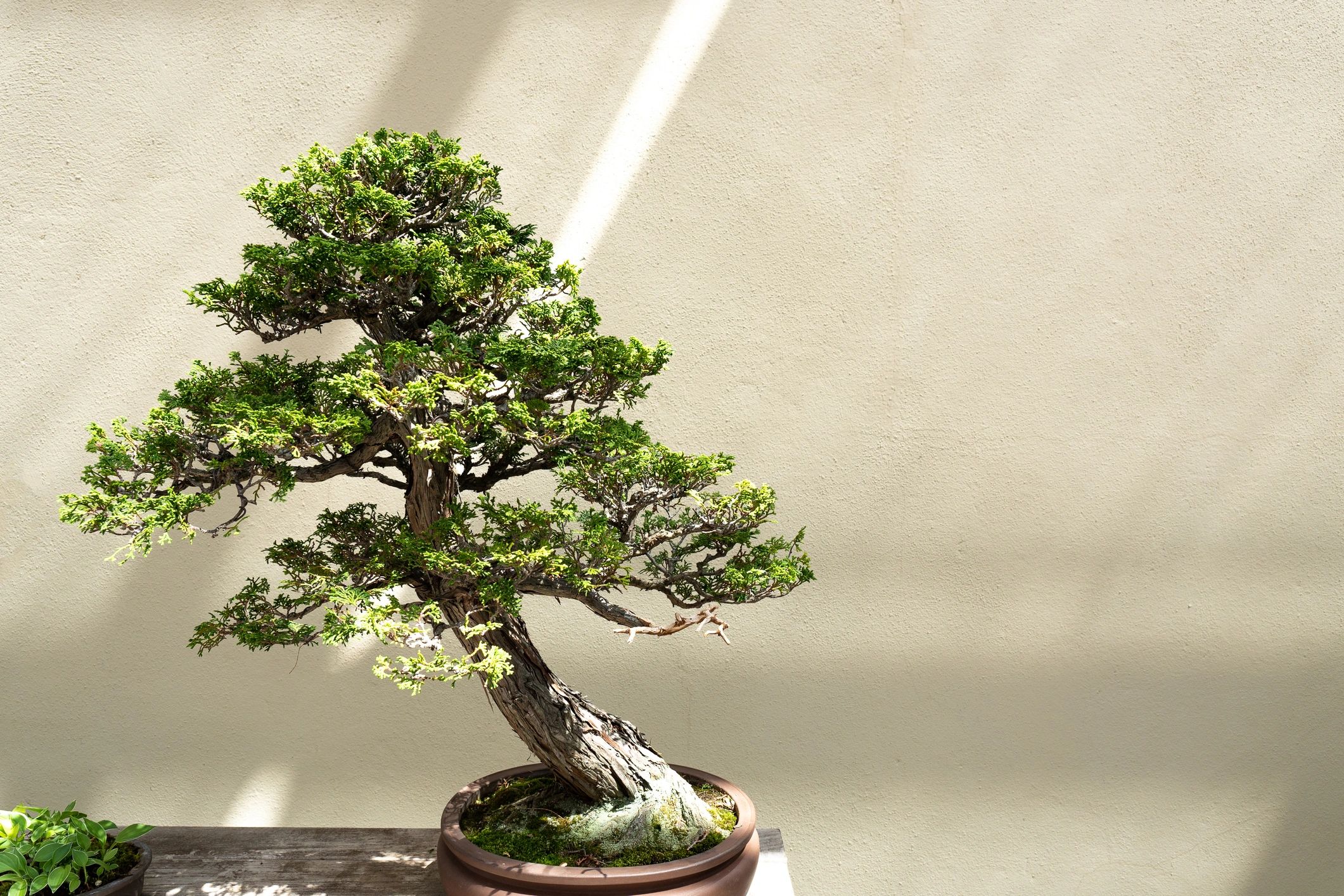 Unique Bonsai Trees - K-Bonsai Shop