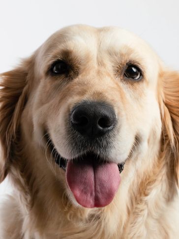 Happy confident dog at Sirius dog stars training in Stroud Gloucestershire