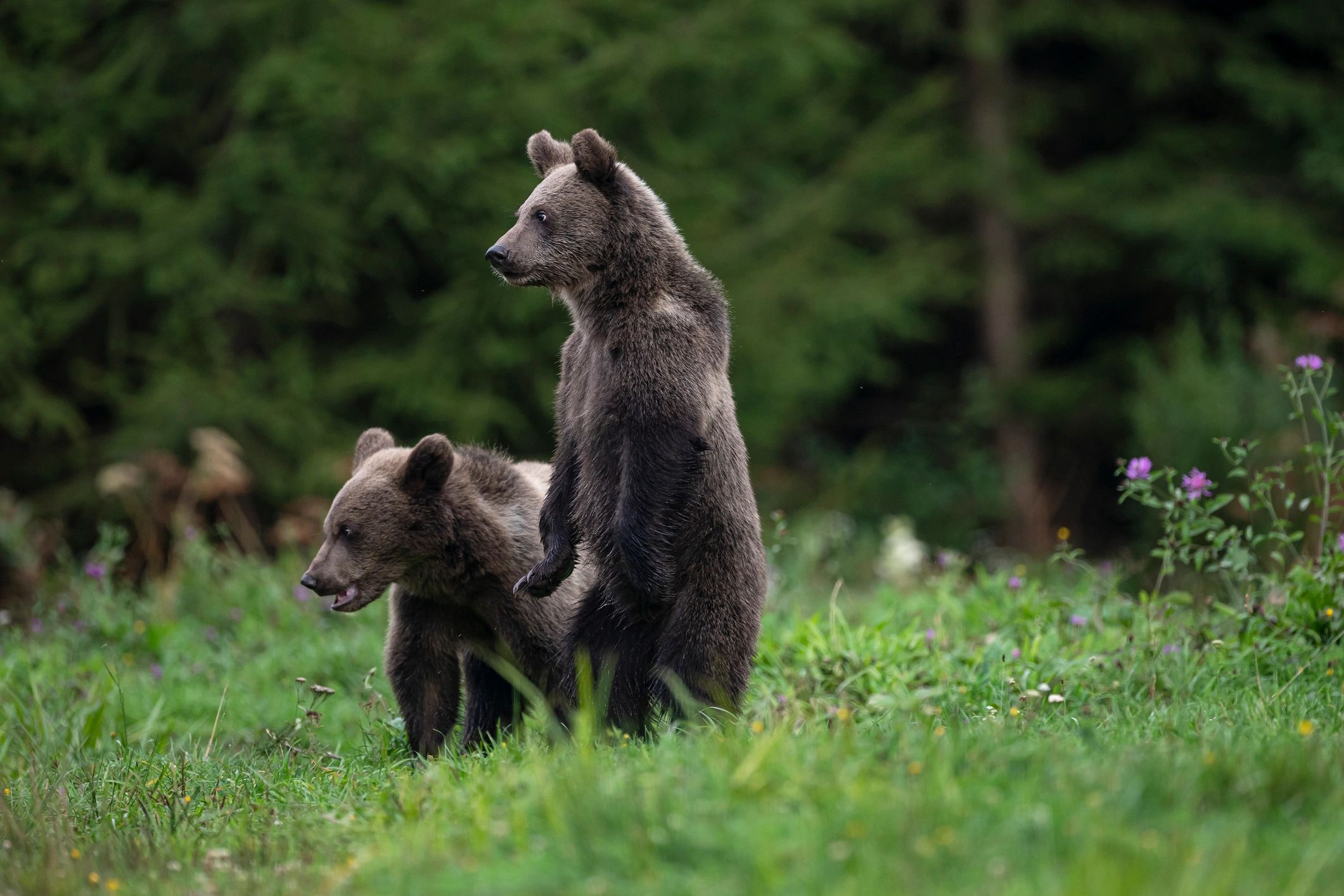 Two young bears in a green meadow.