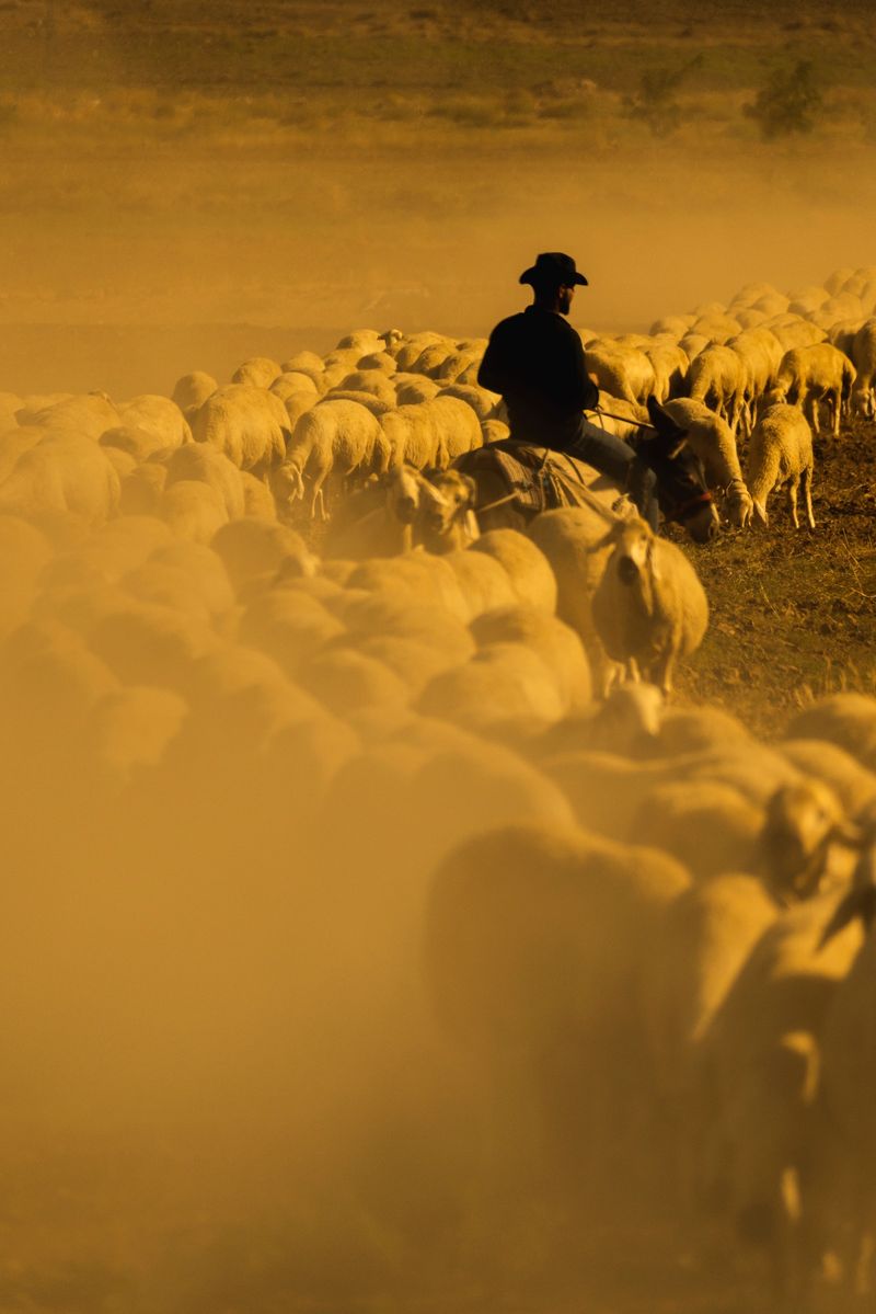 On a hot day, a flock of sheep is moving across the field in a cloud of dust. a shepherd riding a donkey leads the flock.Taken with a full frame camera in a dusty and hot environment