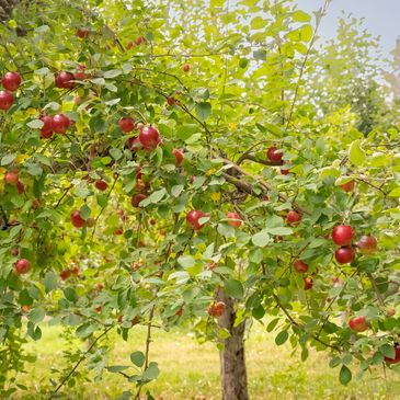 Royal Gala® Apple is a medium-sized apple variety that was bred specifically for its darker red skin