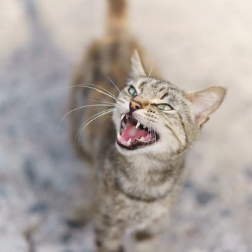 Turn mealtime stress into tail wags with tasty, nutritious toppers that even the pickiest pets enjoy