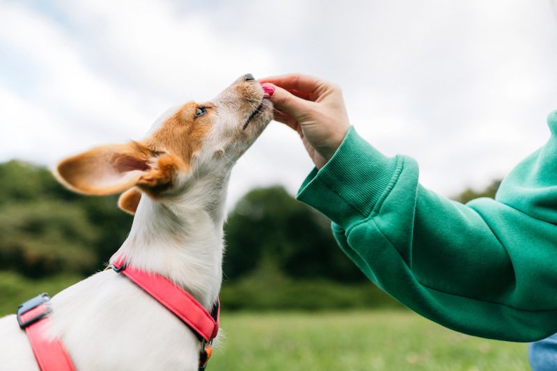 A beautiful woman is training her dog by giving him treats in the park. Obedience dog