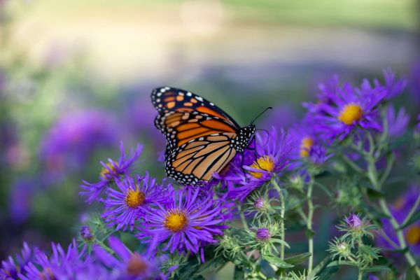 Monarch butterfly on purple flowers.