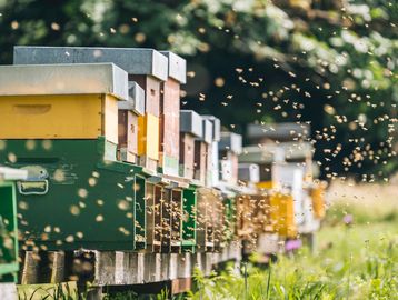 Adopt a bee hive in Spain and help pollinators 