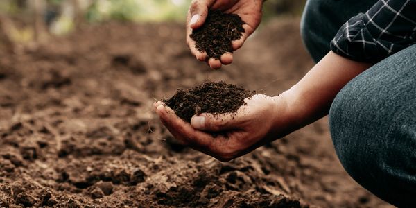 Hands holding rich soil in a garden.
