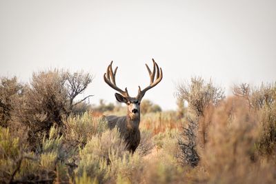 A deer with large antlers in a natural dry brush environment.