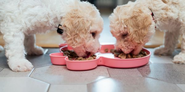 Two puppies eating from a pink bone-shaped bowl.