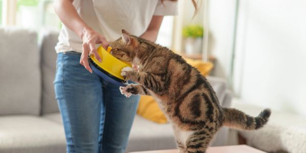 Cat eating from a yellow bowl held by a person.