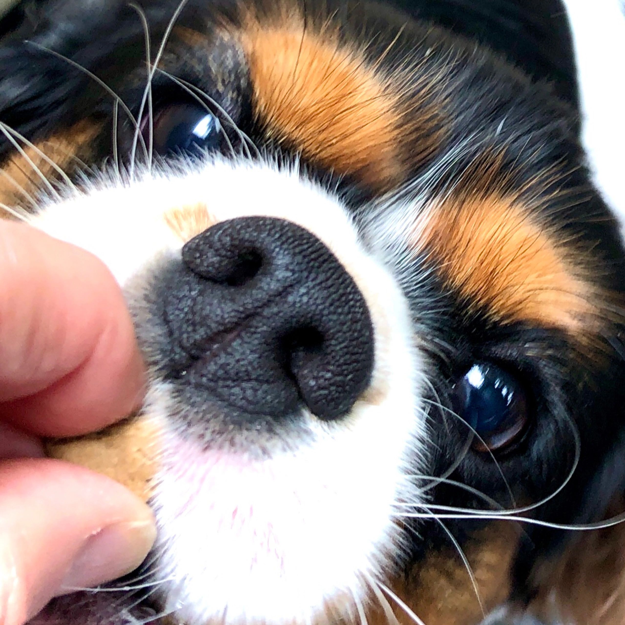 Close-up of a dog's nose and eye with a hand gently touching its face.