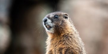 A groundhog (woodchuck) spotted in Harrison, Stark, Tuscarawas, or Carroll County, Ohio. 