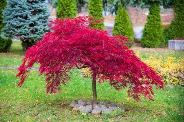 A vibrant red Japanese maple tree in a garden.