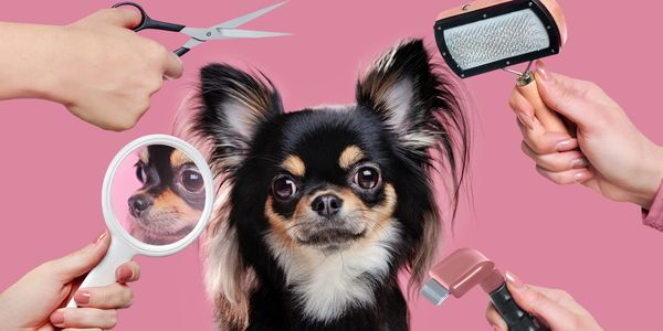 image of a small dog getting ready to be groomed