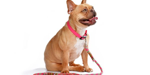 Happy French Bulldog sitting with colorful leash and pink collar.