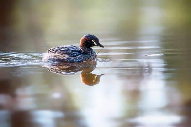 Little Grebe on a pond