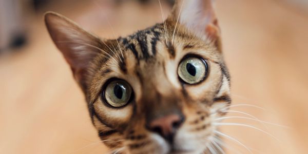 Close-up of a curious cat with wide eyes.