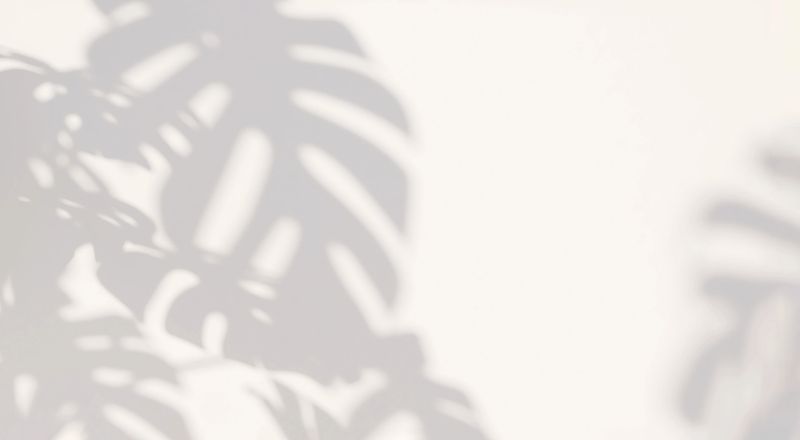 Beautiful soft dappled light and monstera leaf shadow on minimal white wall background for modern, luxury beauty and cosmetic product display