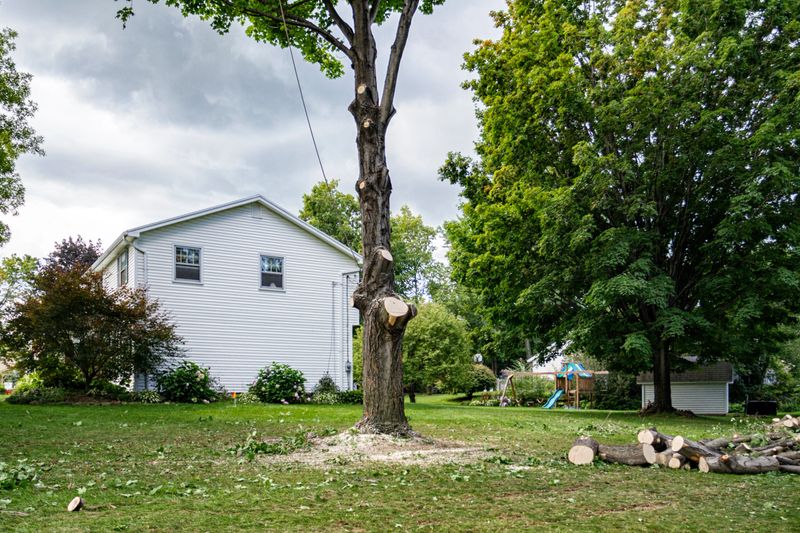 A tall maple tree is being cut and removed prior to the start of a major home addition construction project. Unfortunately, this large tree was located very close to the planned new basement foundation dig, which would cause considerable damage to its very large root system; likely eventually killing the tree. In any event, the inevitable root damage would have made the tree too dangerous to remain standing so close to the new structure.
