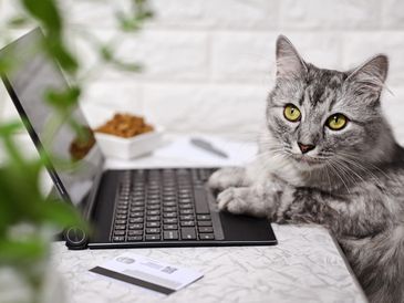 Cat using a laptop on a table.