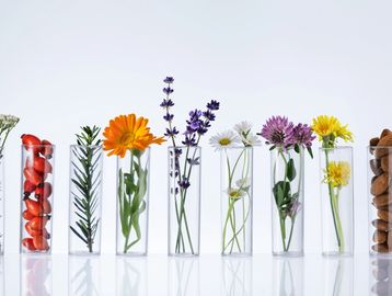 Various herbs, flowers, and seeds displayed in transparent cylindrical containers.