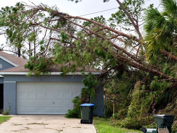 Tree on house.
