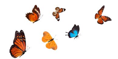 Six colorful butterflies in various patterns and colors.